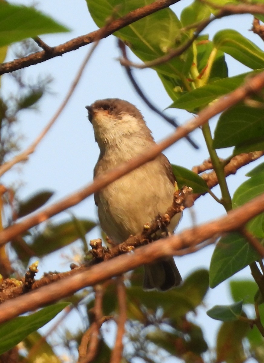 白喉林鶯 - ML645151958