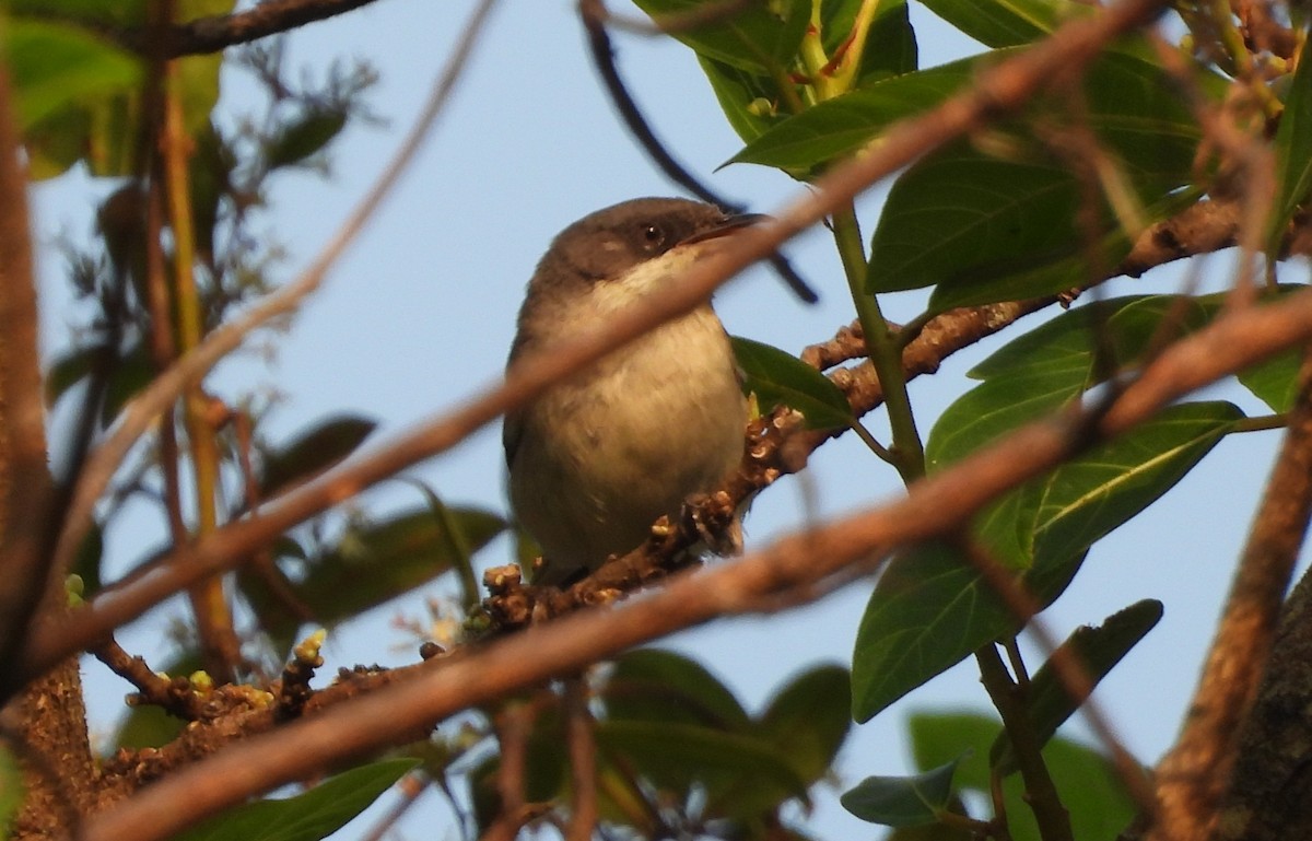 白喉林鶯 - ML645151959