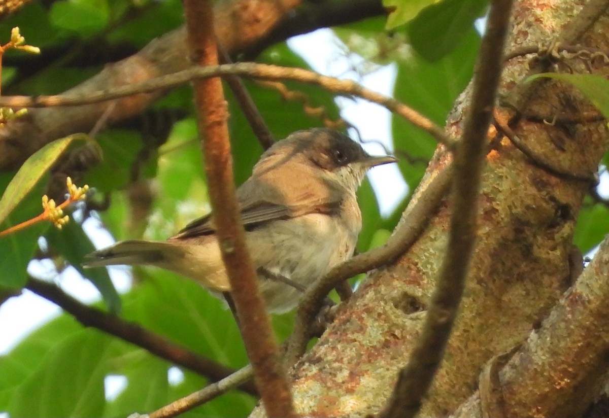 白喉林鶯 - ML645151960