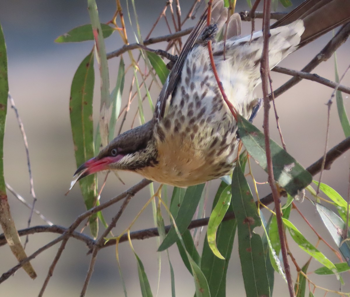 Diken Yanaklı Balkuşu - ML645151962