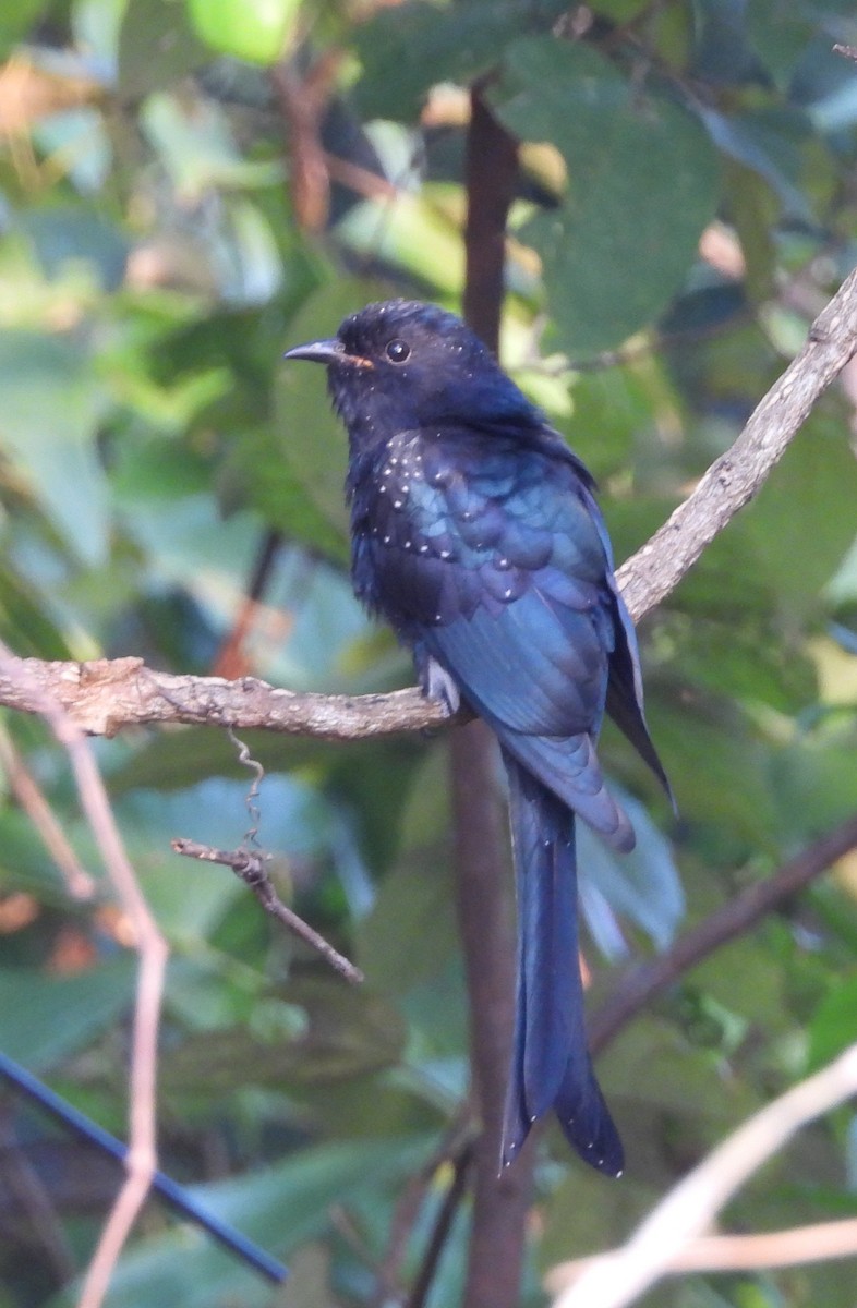 Fork-tailed Drongo-Cuckoo - ML645151965