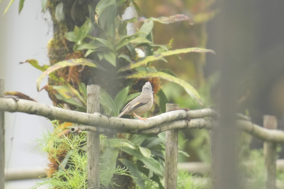 Stripe-throated Yuhina - ML645151974