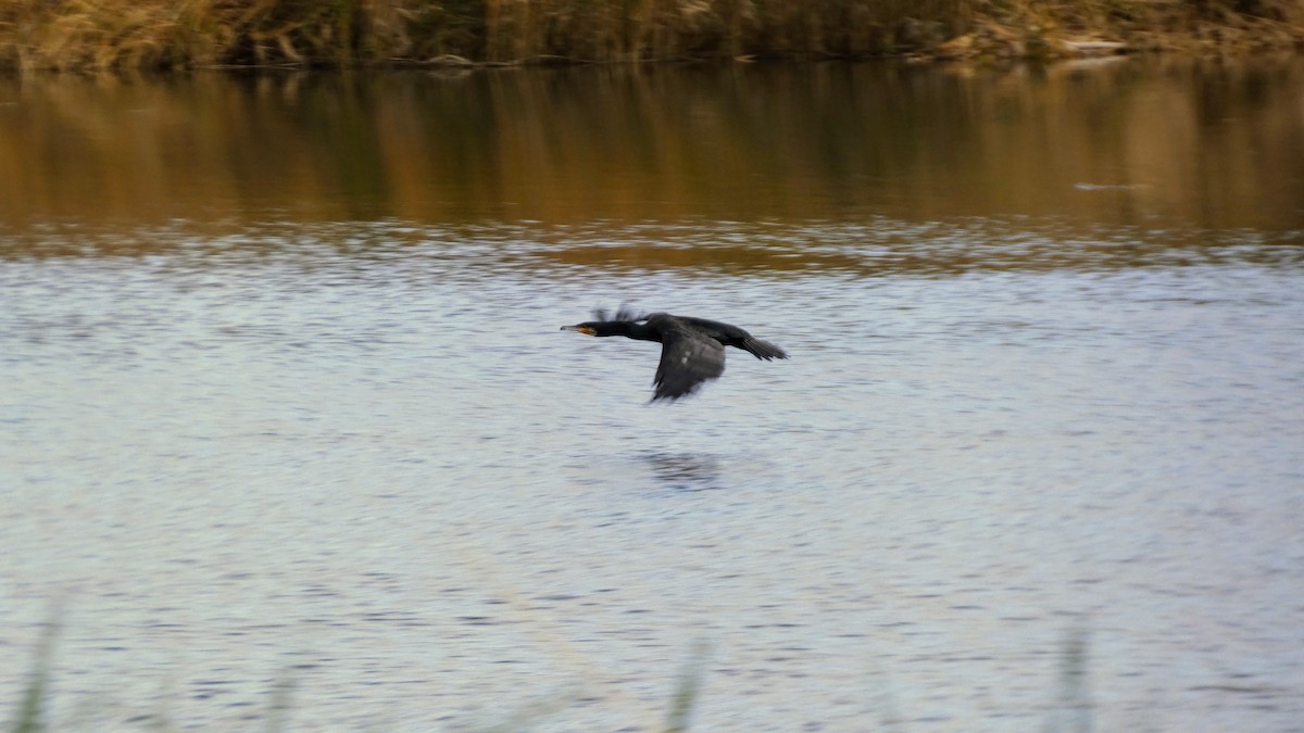 storskarv - ML645151986