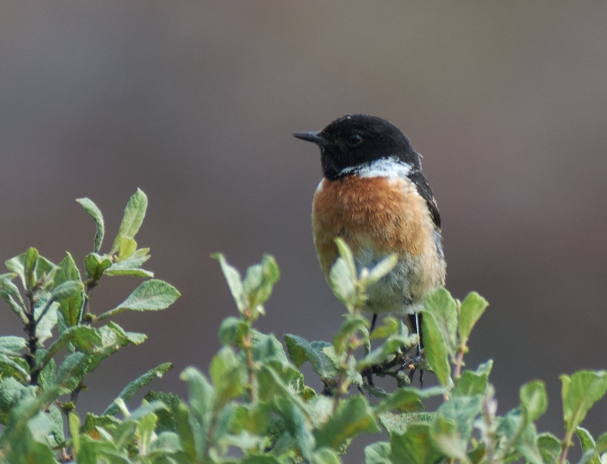European Stonechat - ML645151990