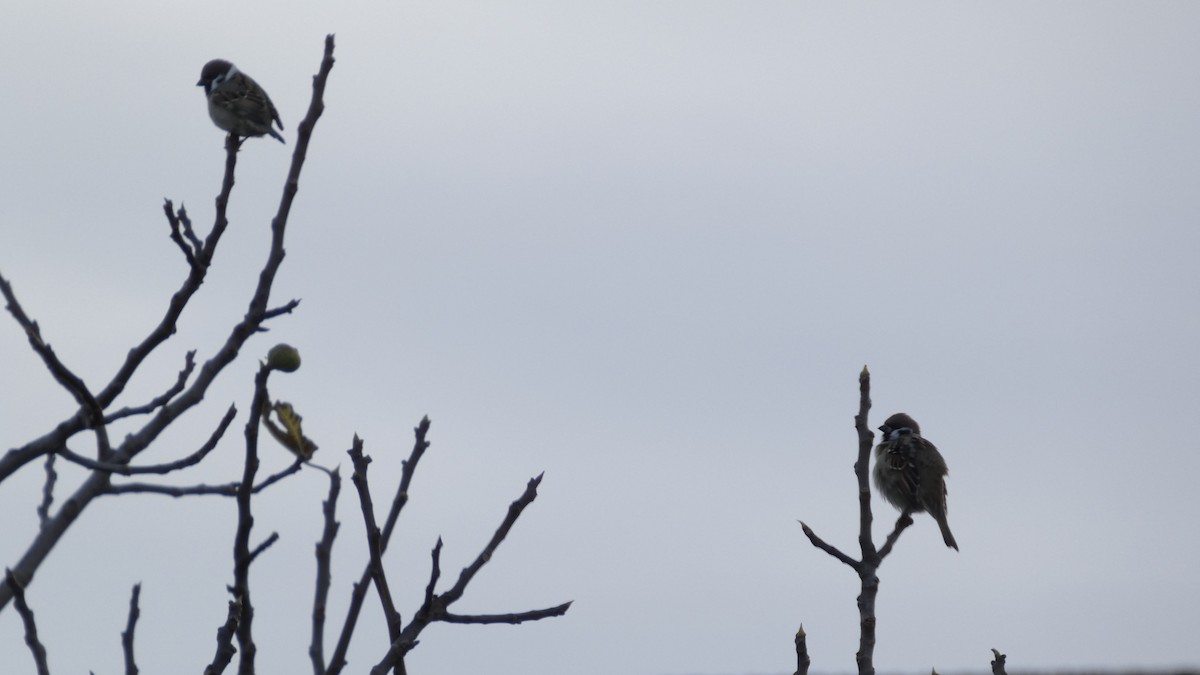 pilfink - ML645151999