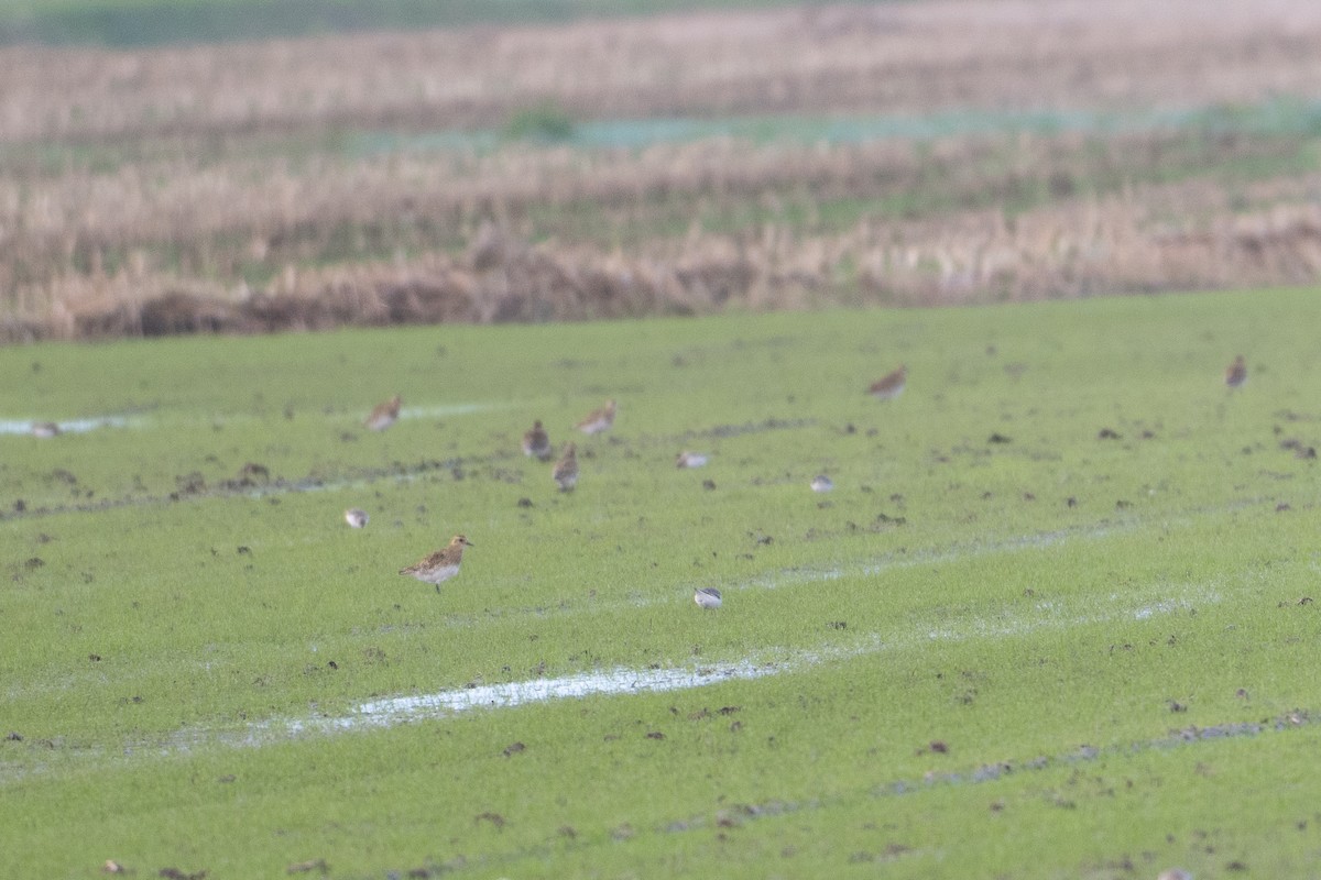 European Golden-Plover - ML645152009