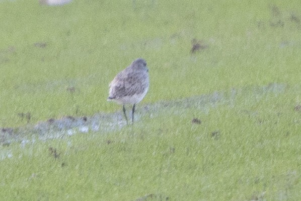 Chorlito Gris - ML645152012