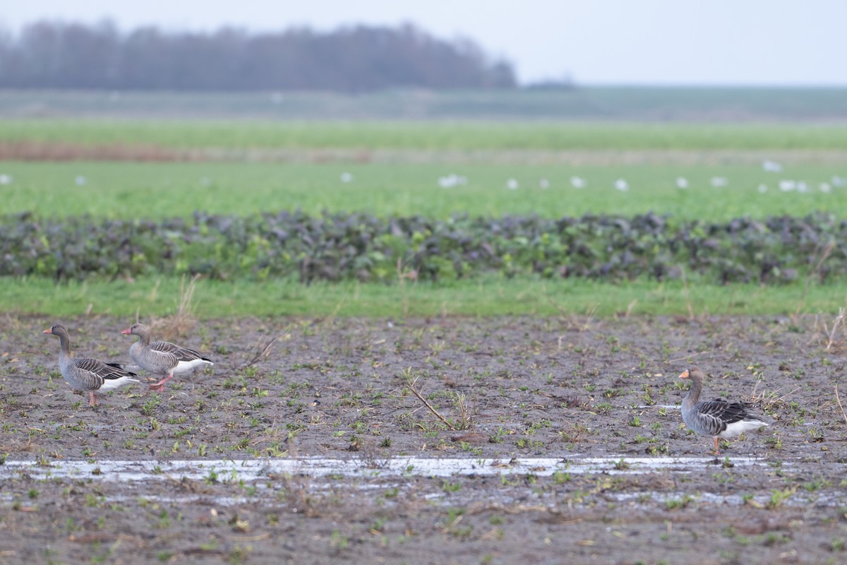 Graylag Goose - ML645152016