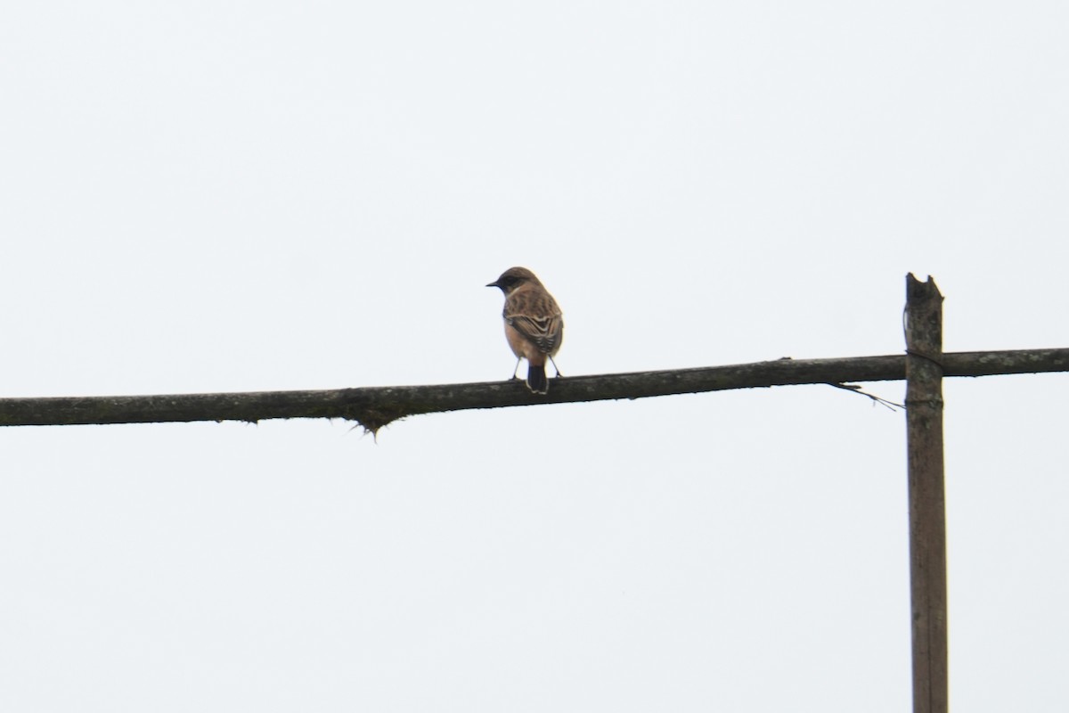 bramborníček sibiřský - ML645152036