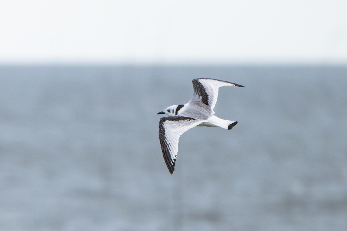 Black-legged Kittiwake - ML645152037
