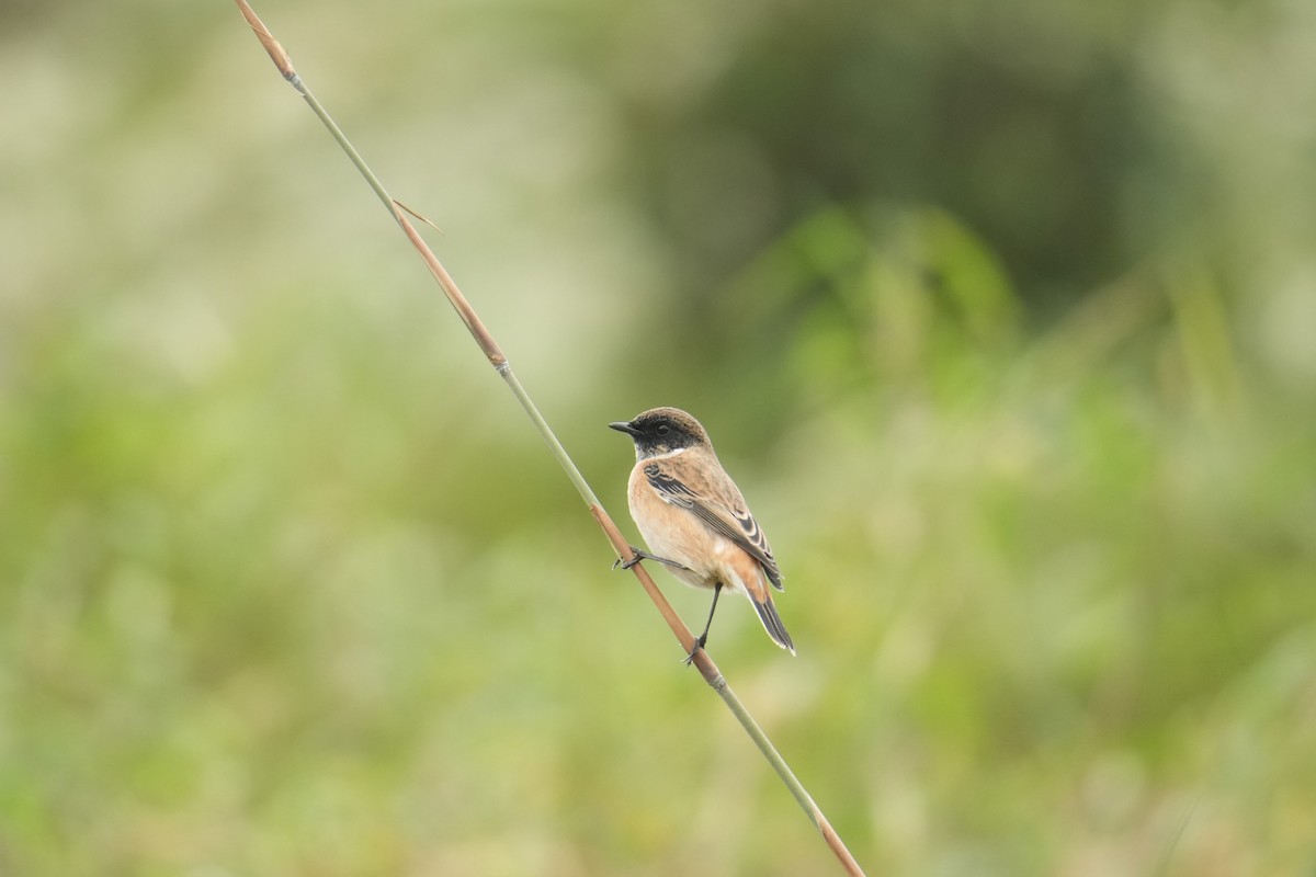 bramborníček sibiřský - ML645152051