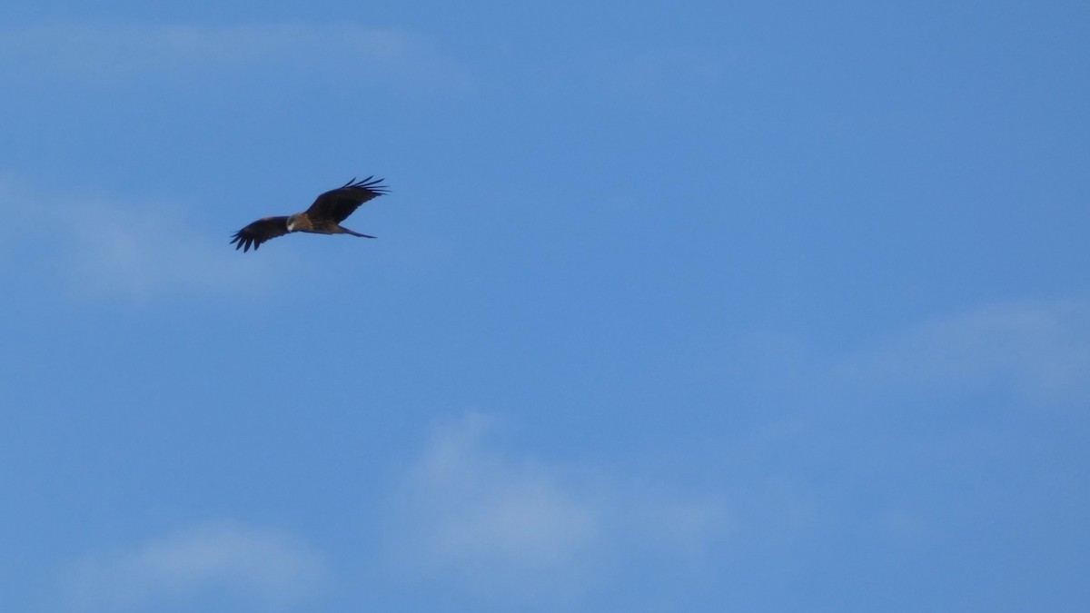 svartglente - ML645152059