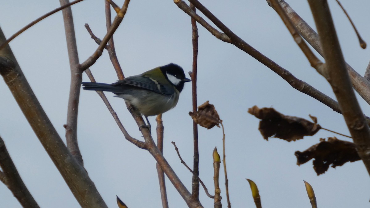 gråkjøttmeis - ML645152066