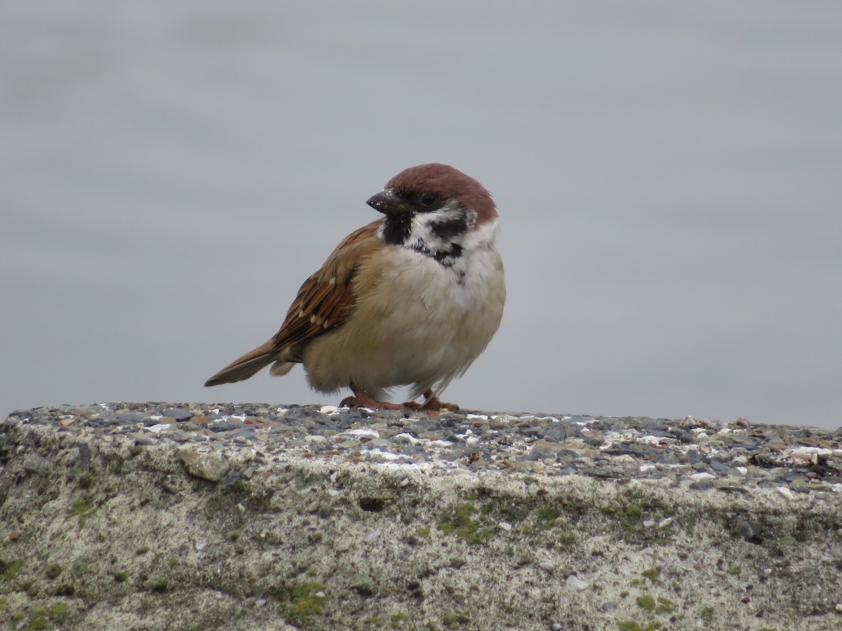 pilfink - ML645152067