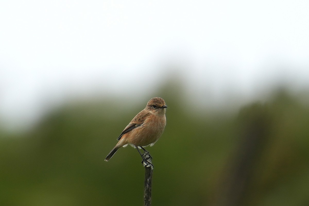 bramborníček sibiřský - ML645152082