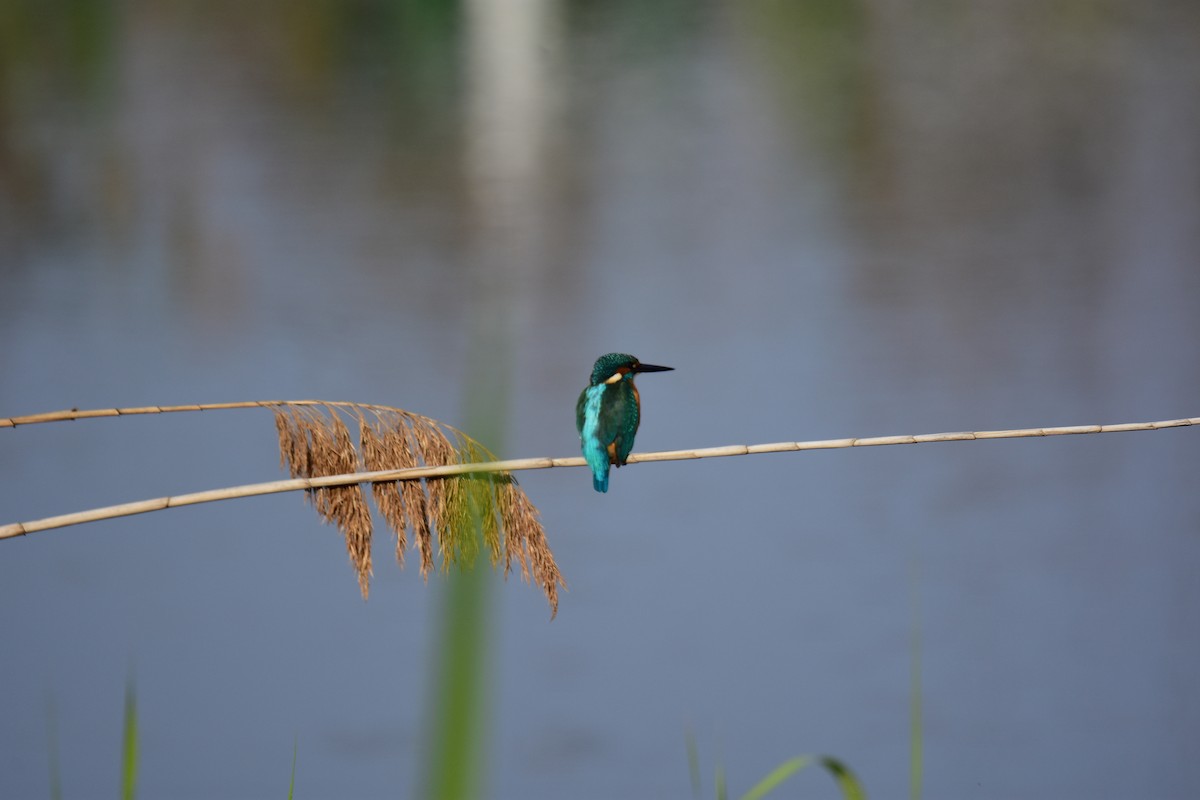 翠鳥 - ML645152092