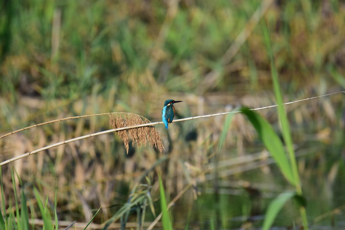 翠鳥 - ML645152093