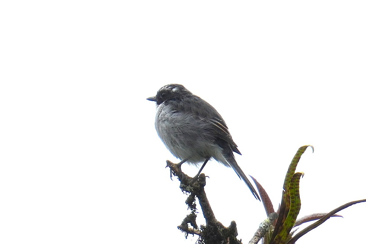 Gray Bushchat - ML645152103