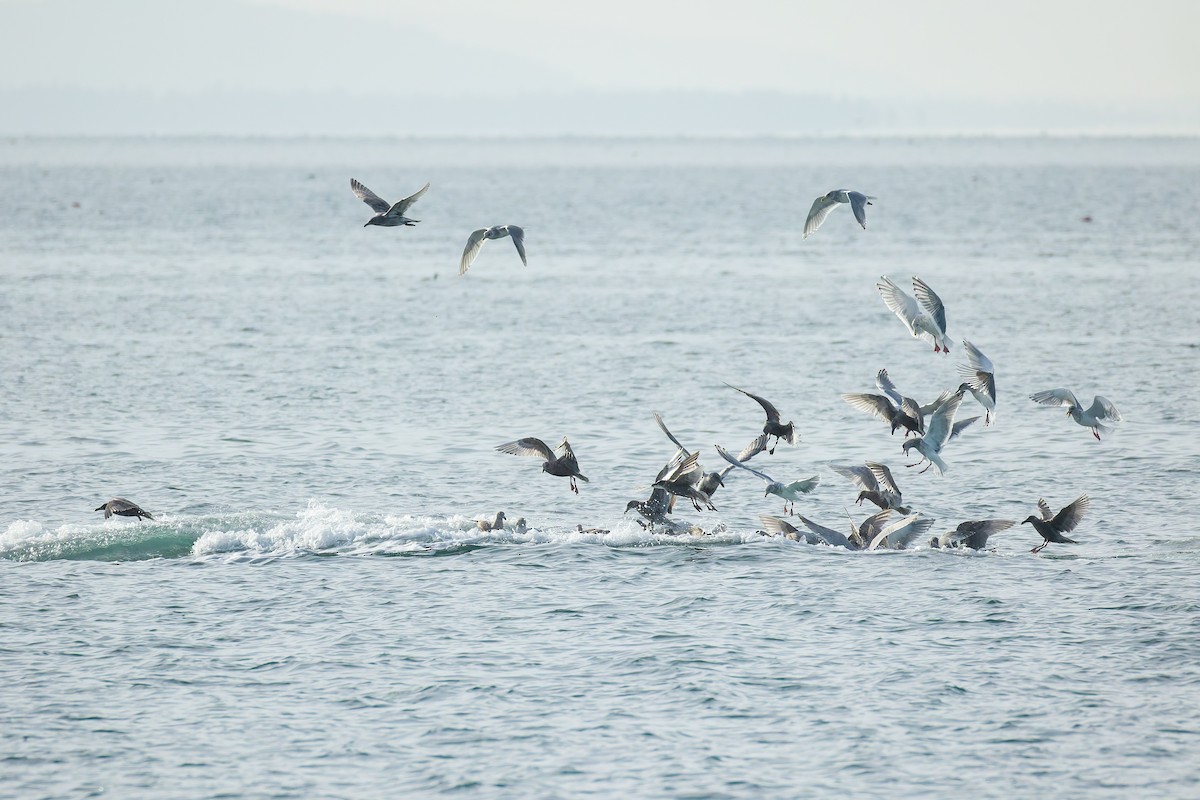 Western x Glaucous-winged Gull (hybrid) - ML645152114