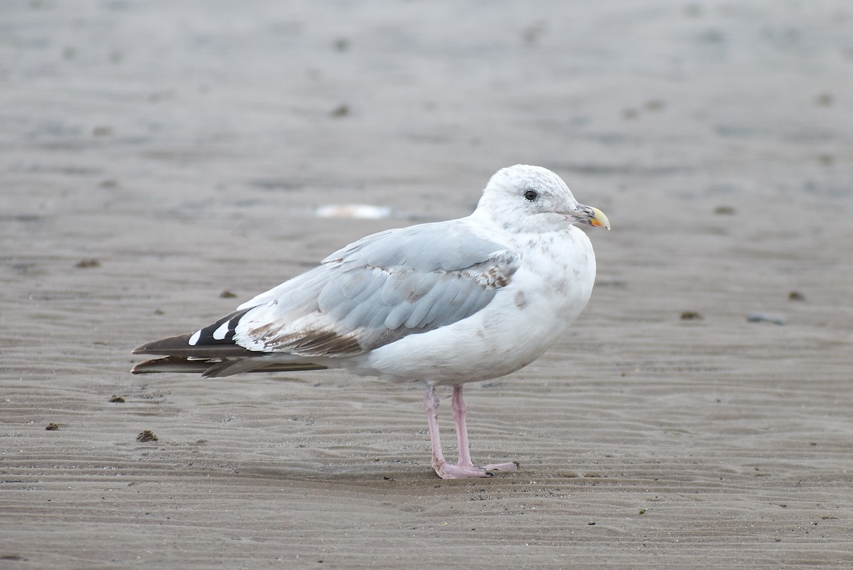 European Herring Gull - ML645152116
