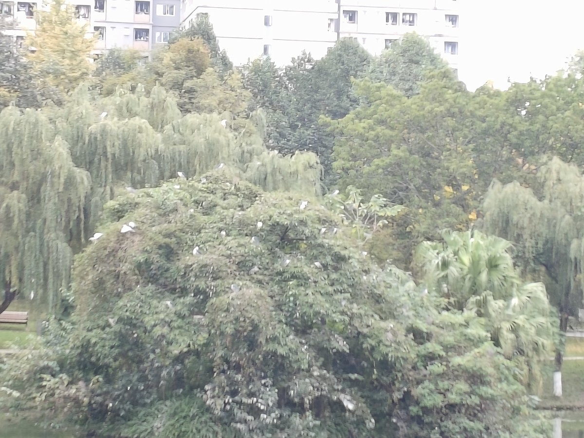 夜鷺 - ML645152119