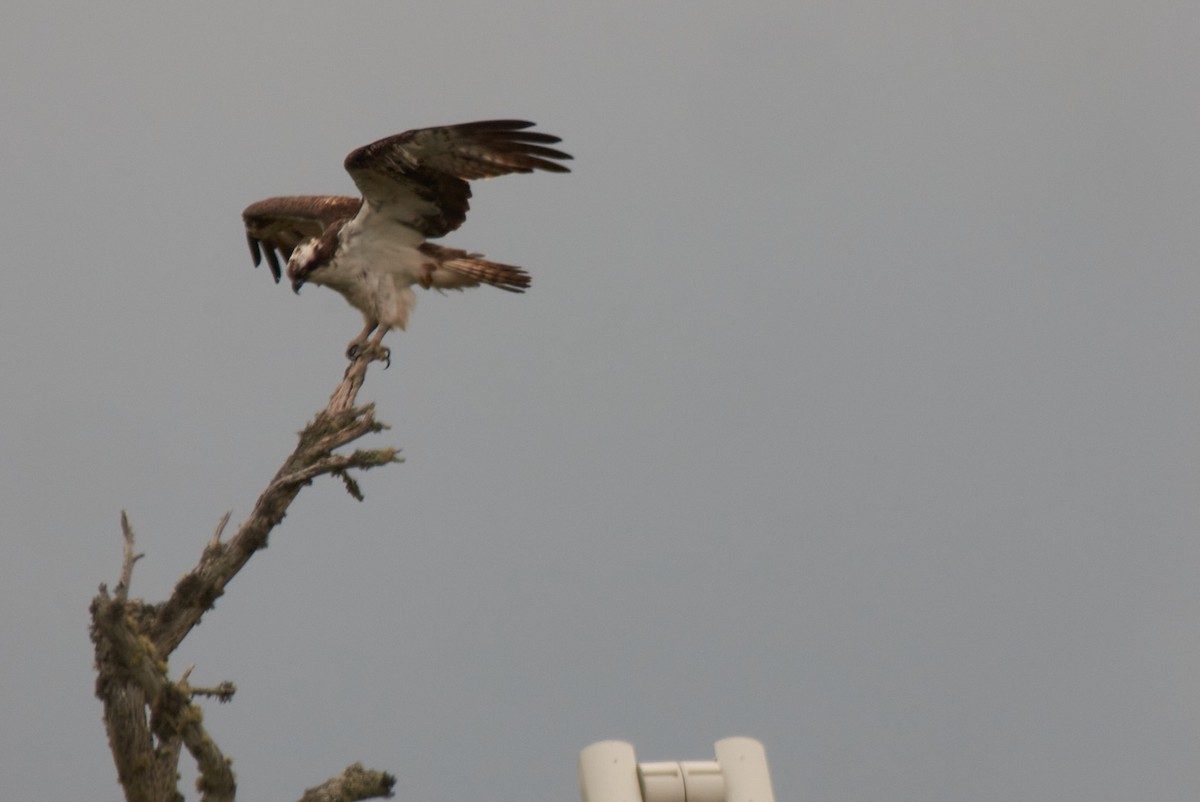 魚鷹 - ML645152121