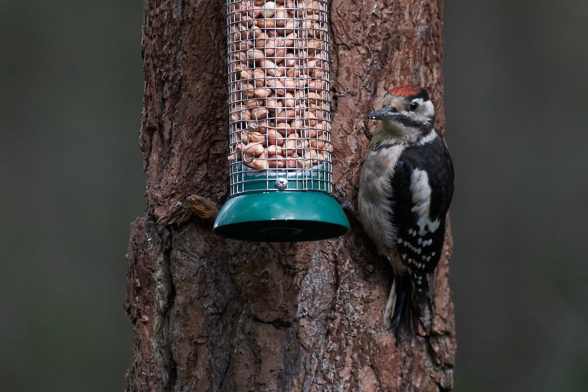 Great Spotted Woodpecker - ML645152122
