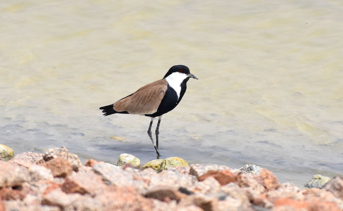 Spur-winged Lapwing - ML645152123