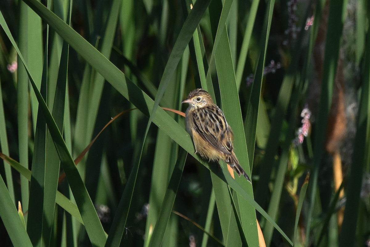 棕扇尾鶯 - ML645152125