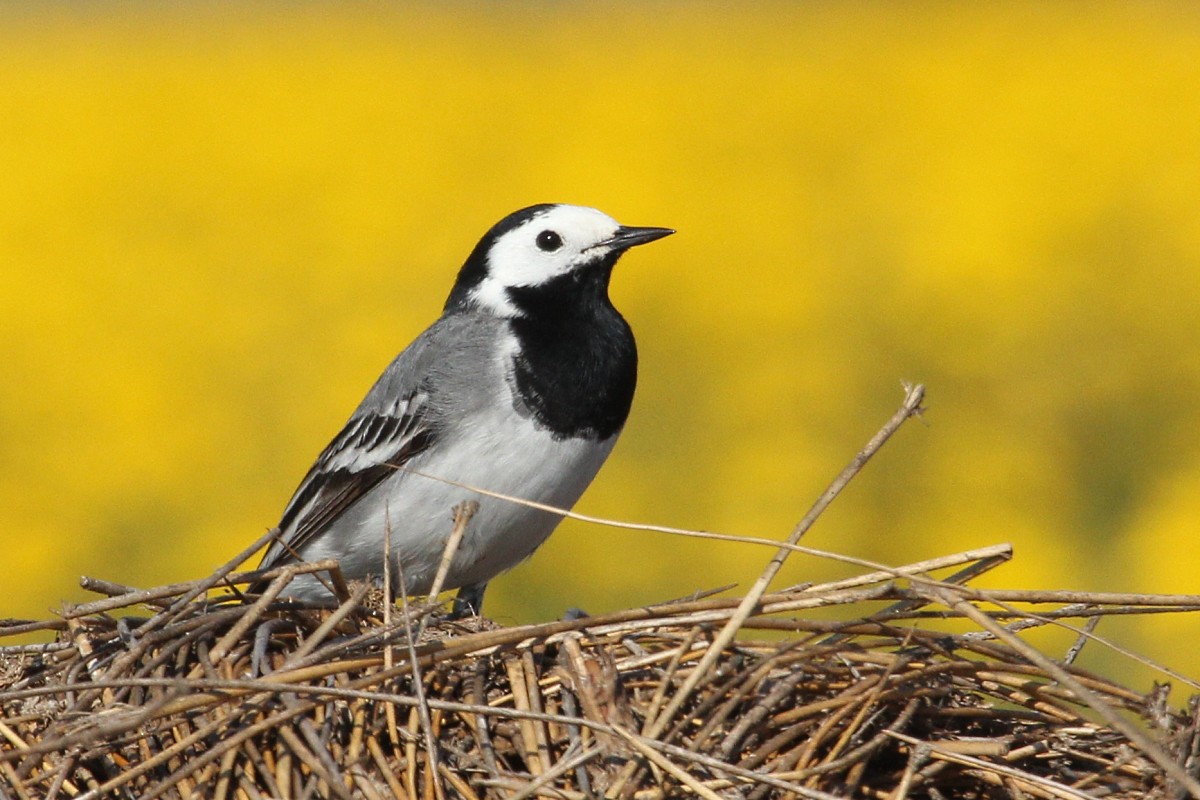 白鶺鴒 - ML645152126