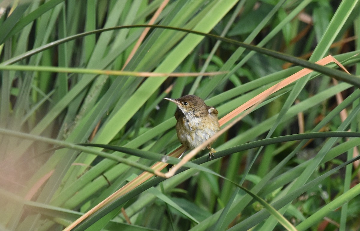 Common Reed Warbler - ML645152129