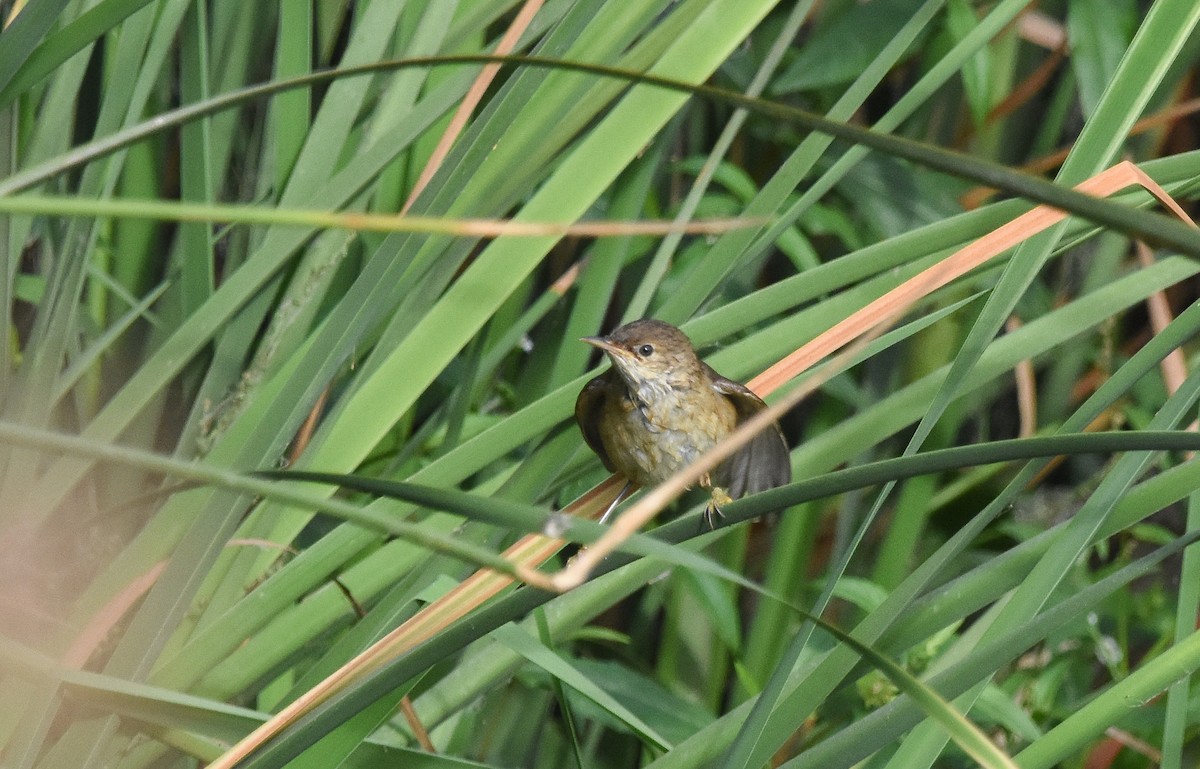 Common Reed Warbler - ML645152130