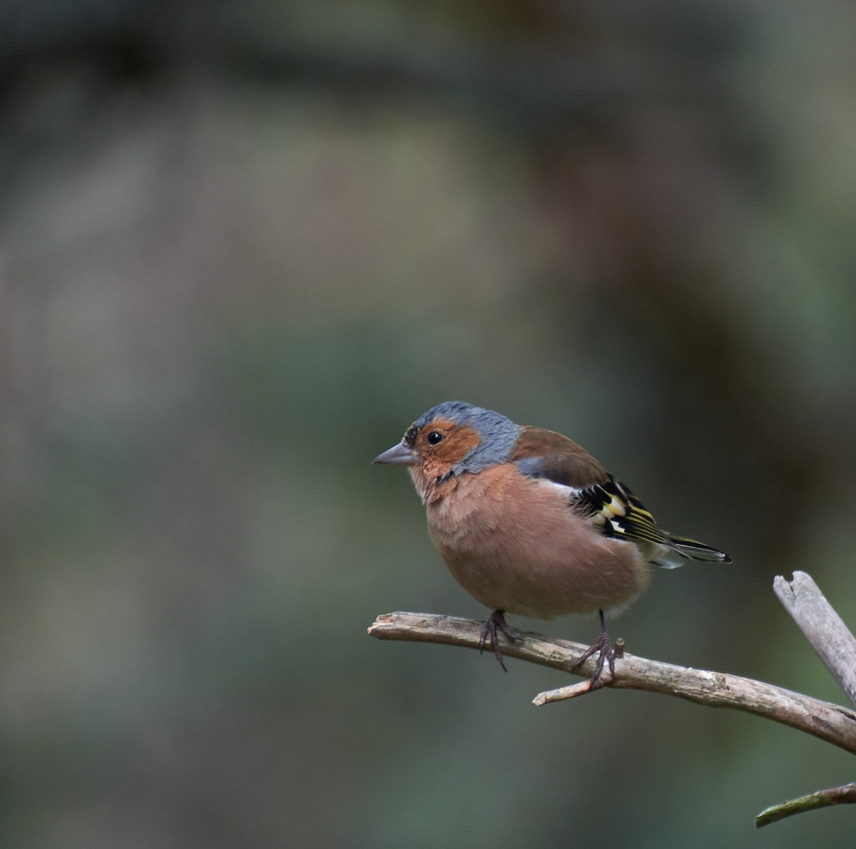 Common Chaffinch - ML645152132