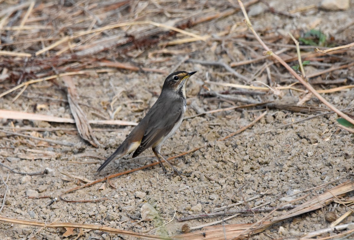 藍喉鴝 - ML645152133