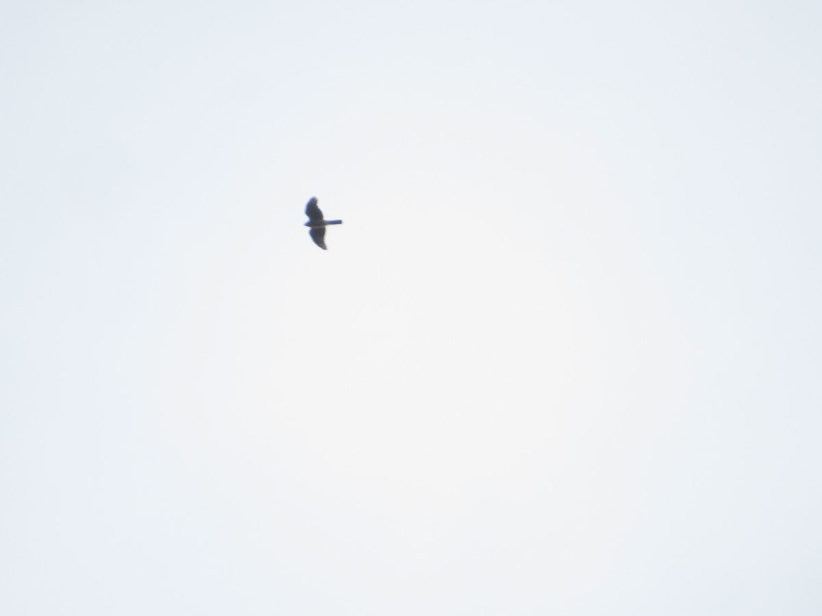 雀鷹類(原雀鷹屬) - ML645152136