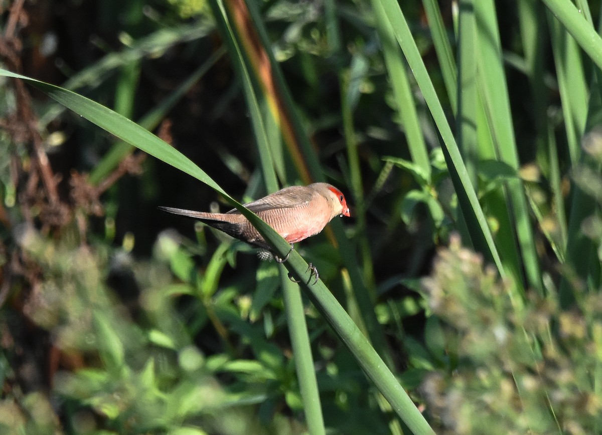 橫斑梅花雀 - ML645152137