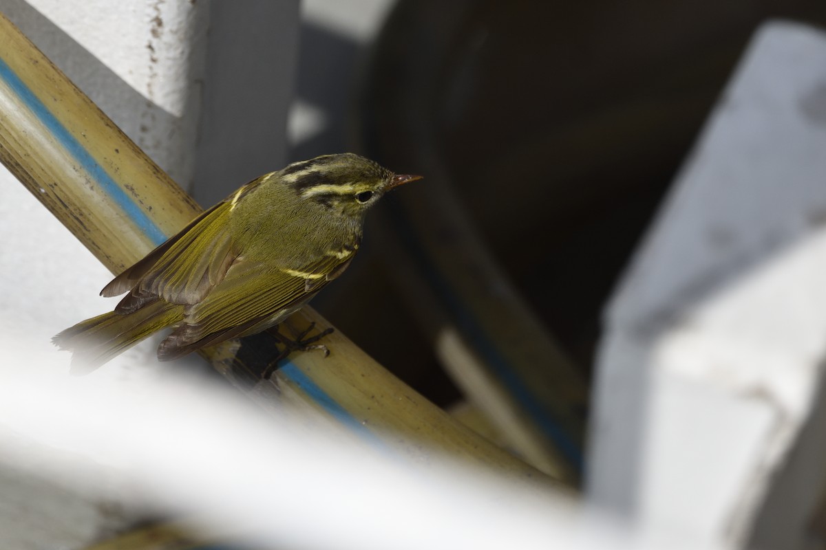 布氏冠紋柳鶯/克氏冠紋柳鶯/哈氏冠紋柳鶯 - ML645152139