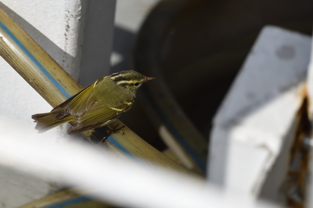 布氏冠紋柳鶯/克氏冠紋柳鶯/哈氏冠紋柳鶯 - ML645152140