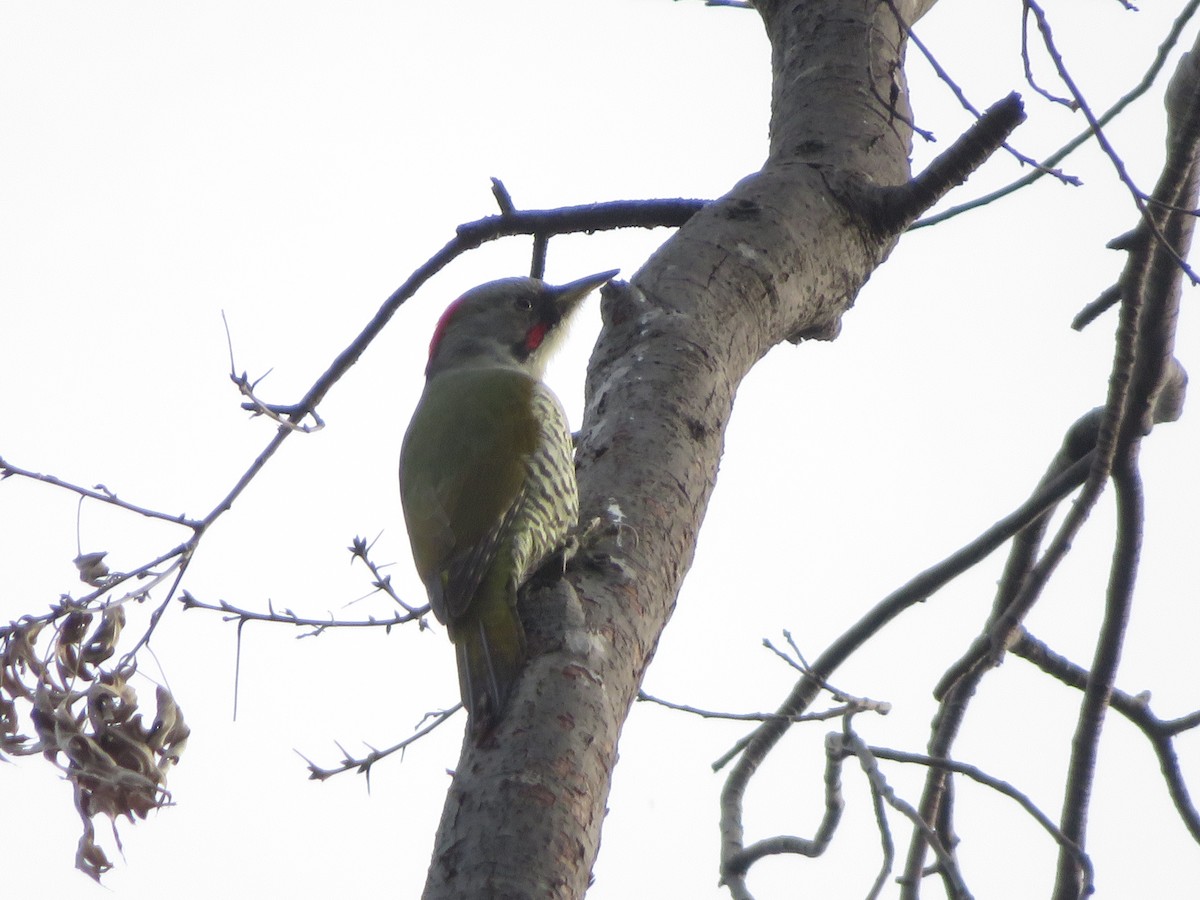 Japanese Woodpecker - ML645152142