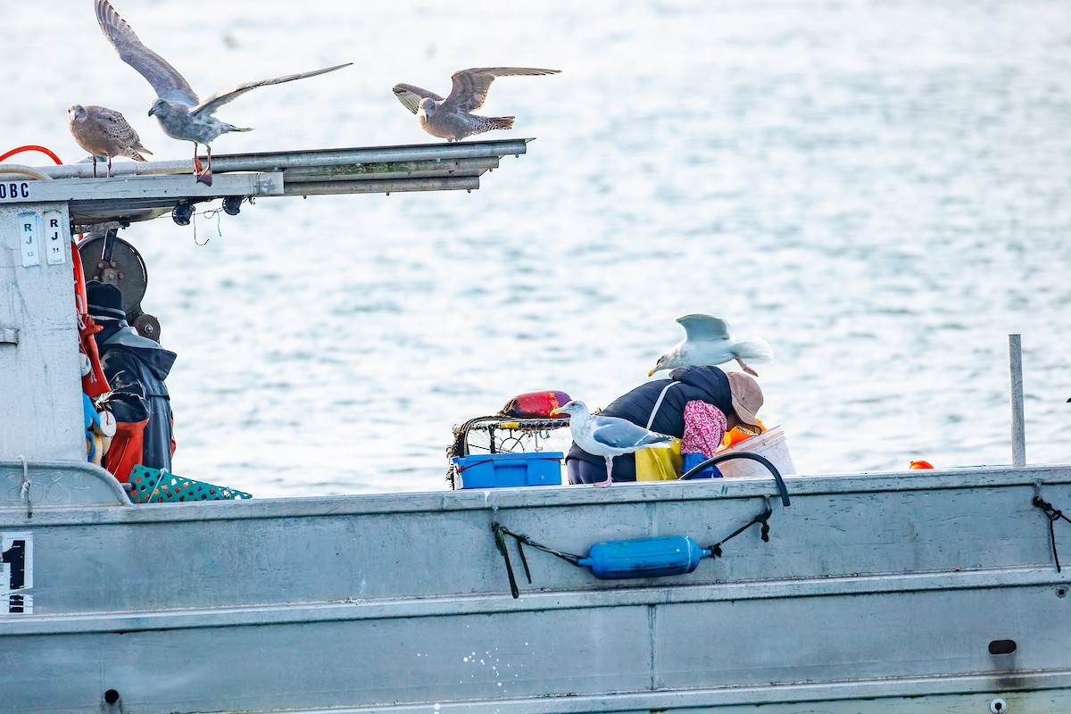 Western x Glaucous-winged Gull (hybrid) - ML645152143