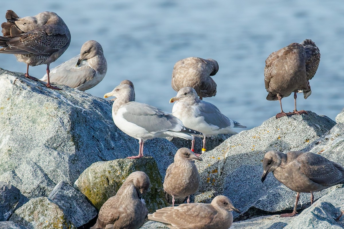 Western x Glaucous-winged Gull (hybrid) - ML645152144