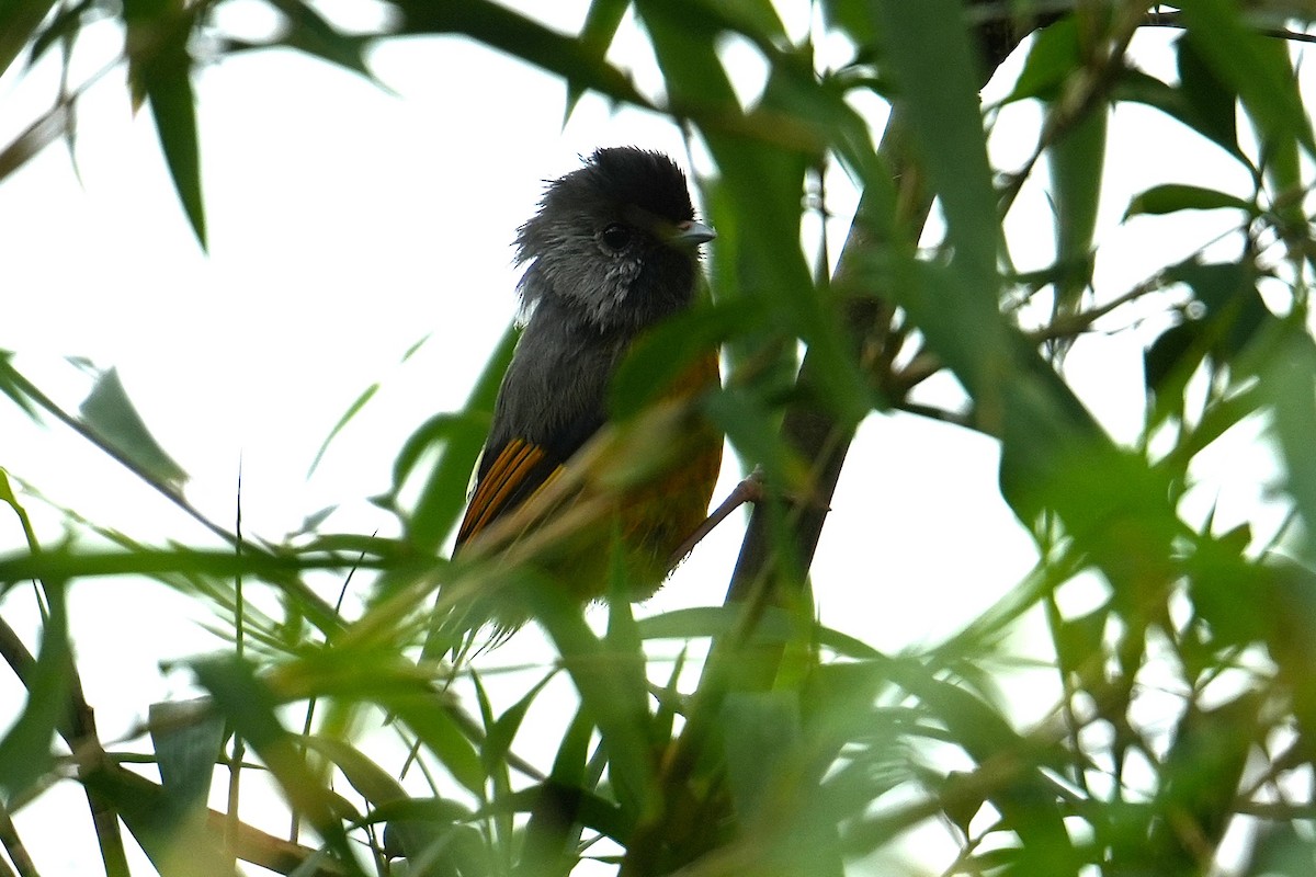 Golden-breasted Fulvetta - ML645152145