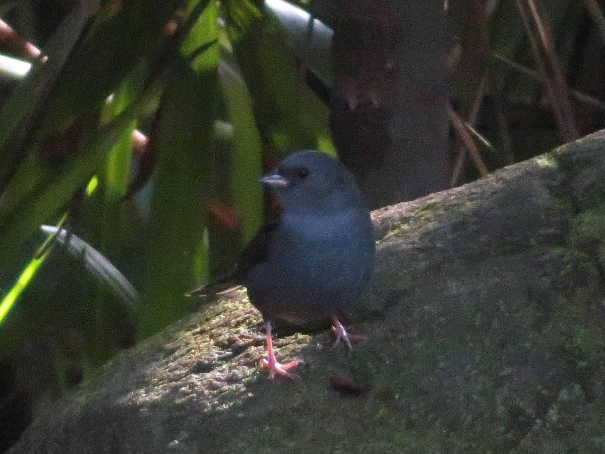 灰鵐 - ML645152146