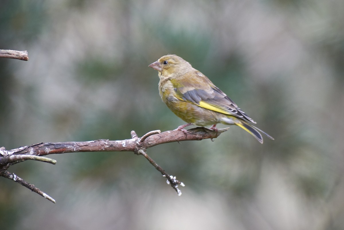 European Greenfinch - ML645152147