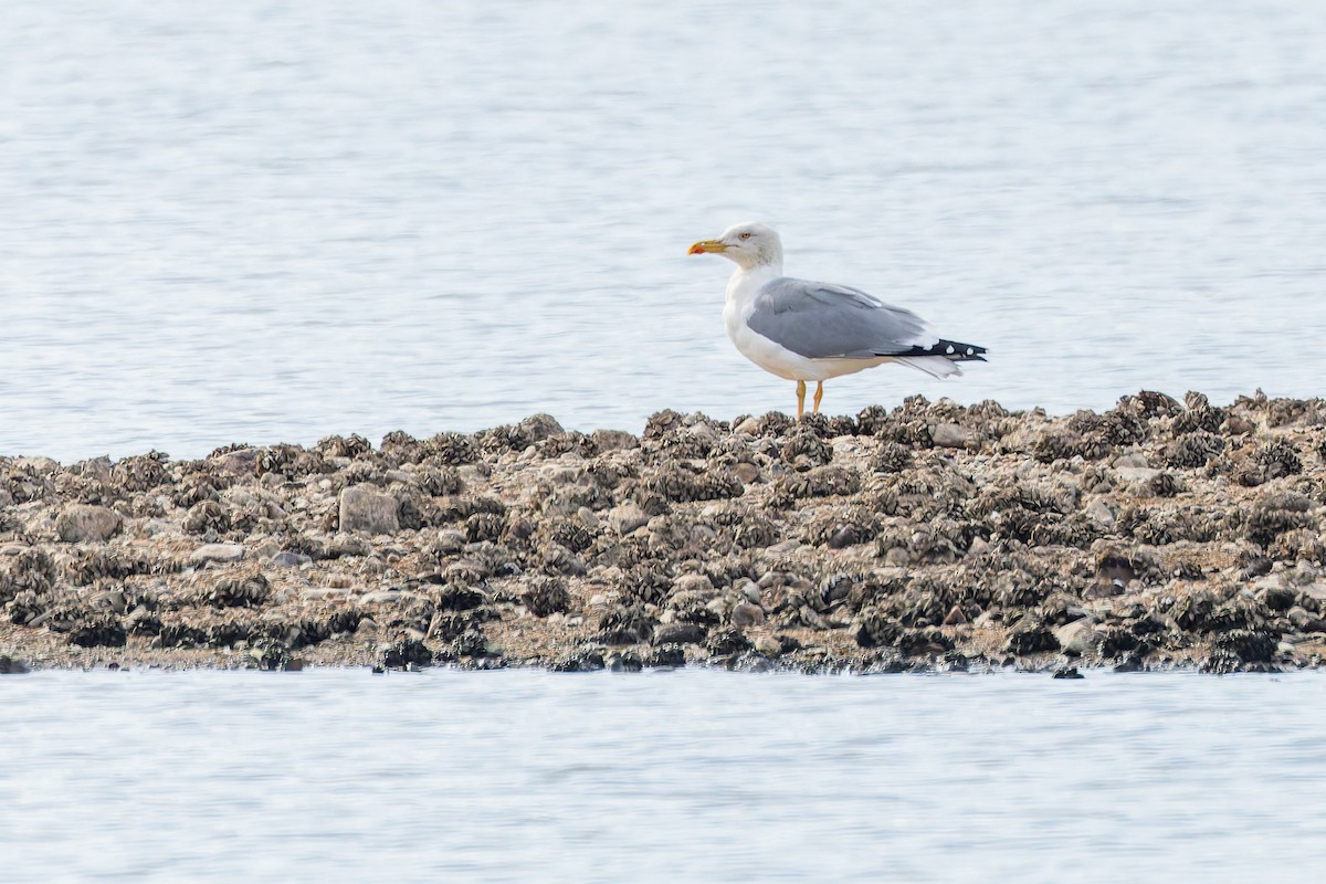 Yellow-legged Gull - ML645152148