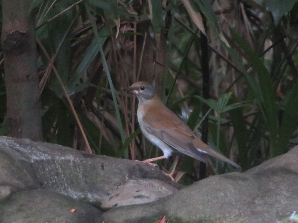 白腹鶇 - ML645152150