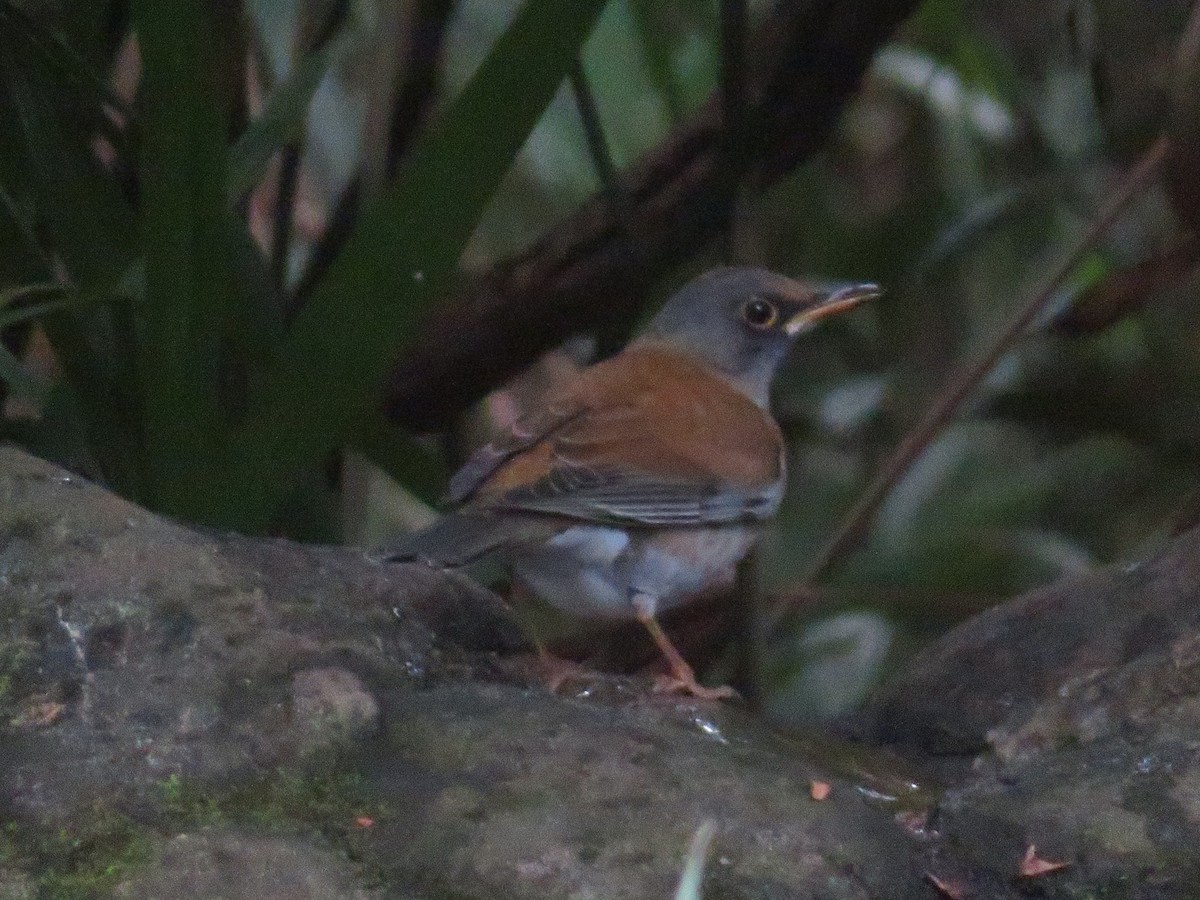 白腹鶇 - ML645152151