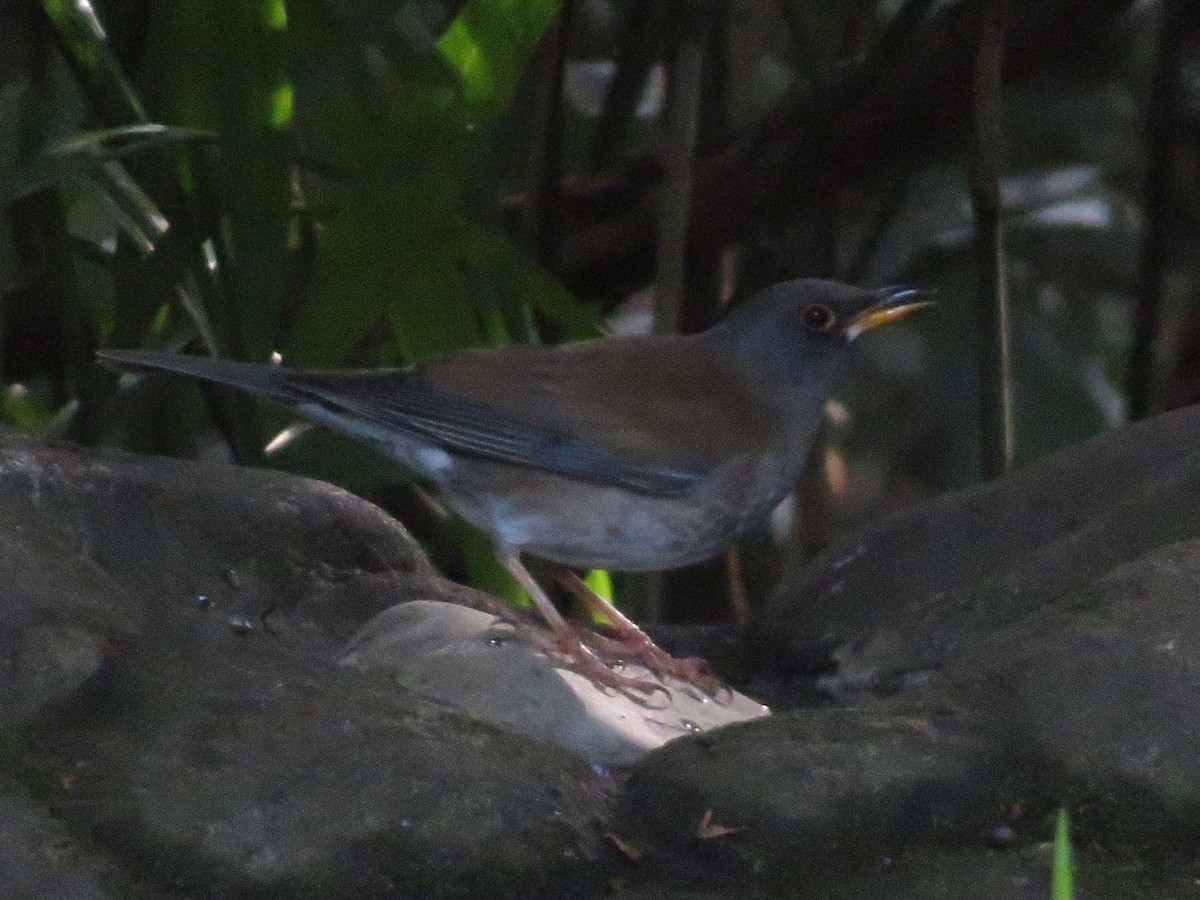 白腹鶇 - ML645152153