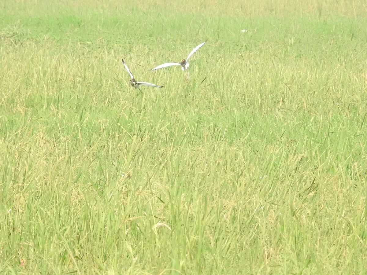 水雉 - ML645152154