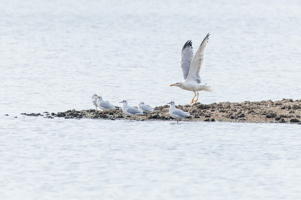 Yellow-legged Gull - ML645152155